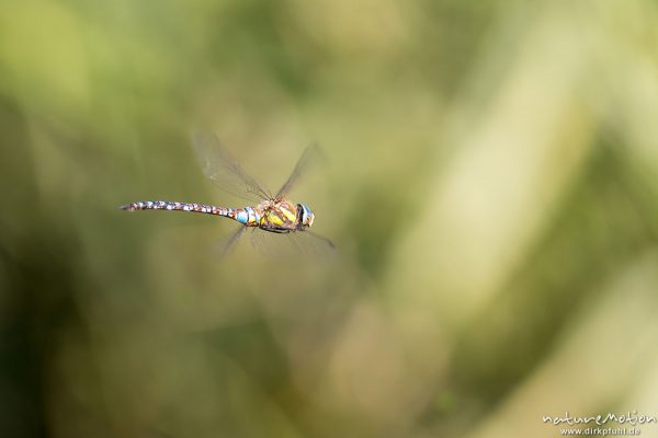 Herbst-Mosaikjungfer, Aeshna mixta, Aeshnidae, Männchen im Flug, Klärschlammvererdungsanlage, Heringen, Deutschland