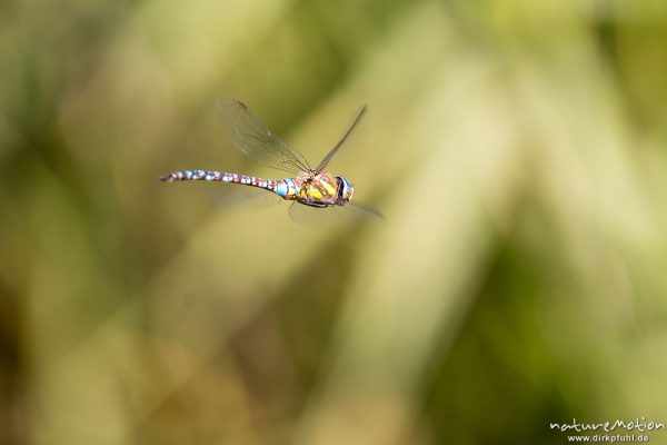 Herbst-Mosaikjungfer, Aeshna mixta, Aeshnidae, Männchen im Flug, Klärschlammvererdungsanlage, Heringen, Deutschland