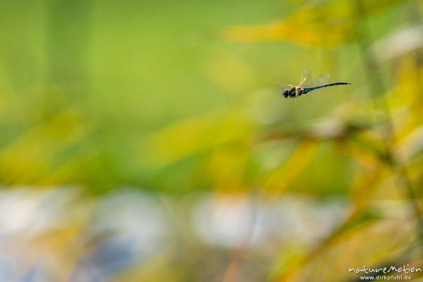 Herbst-Mosaikjungfer, Aeshna mixta, Aeshnidae, Männchen im Flug, Klärschlammvererdungsanlage, Heringen, Deutschland