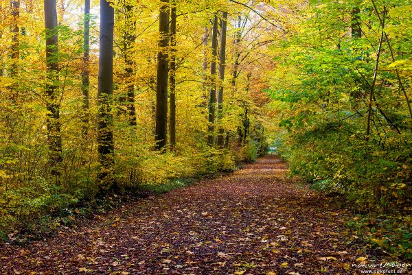 Waldweg mit Herbstlaub, Göttinger Wald, Göttingen, Deutschland