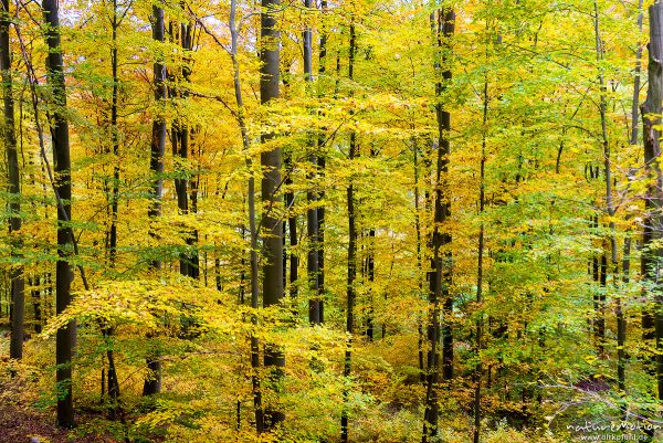 Waldweg mit Herbstlaub, Göttinger Wald, Göttingen, Deutschland