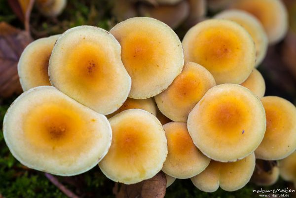 Grünblättrige Schwefelkopf, Hypholoma fasciculare, 	Träuschlingsverwandte (Strophariaceae),Fruchtkörper auf totem Holz, Groner Holz, Göttingen, Deutschland