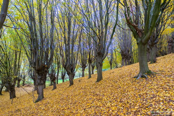 Hainbuche, Carpinus betulus, Betulaceae, ehemaliger Niederwald mit Stockausschlag, Herbstfärbung, Gieboldehausen, Deutschland