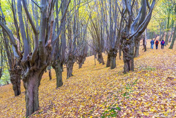 Hainbuche, Carpinus betulus, Betulaceae, ehemaliger Niederwald mit Stockausschlag, Herbstfärbung, Gieboldehausen, Deutschland