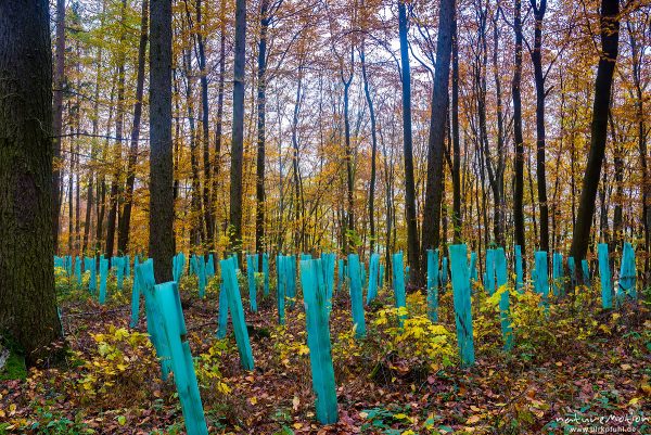 Verbissschutz, Einzelbaumschutz aus grünem Plastik, frisch gepflanzte Ahornbäume und Buchen, Herbstwald, Gieboldehausen, Deutschland