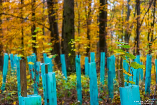 Verbissschutz, Einzelbaumschutz aus grünem Plastik, frisch gepflanzte Ahornbäume und Buchen, Herbstw, Gieboldehausen, Deutschland
