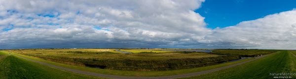 Neuer Seedeich, Feuchtwiesen, Außenweide, Ostland, Borkum, Deutschland