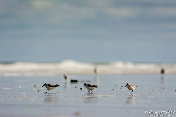 Sanderling, Calidris alba, Schnepfenvögel (Scolopacidae), Tiere bei Nahrungsdsucche im Spülsaum, Oststrand bei auflaufendem Wasser, Borkum, Deutschland