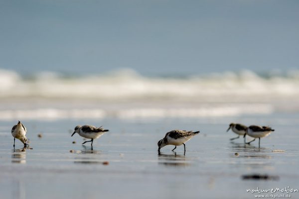 Sanderling, Calidris alba, Schnepfenvögel (Scolopacidae), Tiere bei Nahrungsdsucche im Spülsaum, Oststrand bei auflaufendem Wasser, Borkum, Deutschland