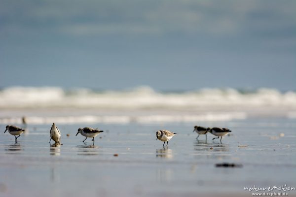 Sanderling, Calidris alba, Schnepfenvögel (Scolopacidae), Tiere bei Nahrungsdsucche im Spülsaum, Oststrand bei auflaufendem Wasser, Borkum, Deutschland