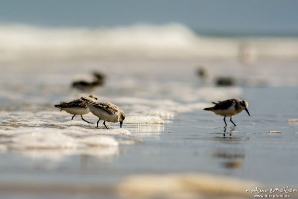 Sanderling, Calidris alba, Schnepfenvögel (Scolopacidae), Tiere bei Nahrungsdsucche im Spülsaum, Oststrand bei auflaufendem Wasser, Borkum, Deutschland