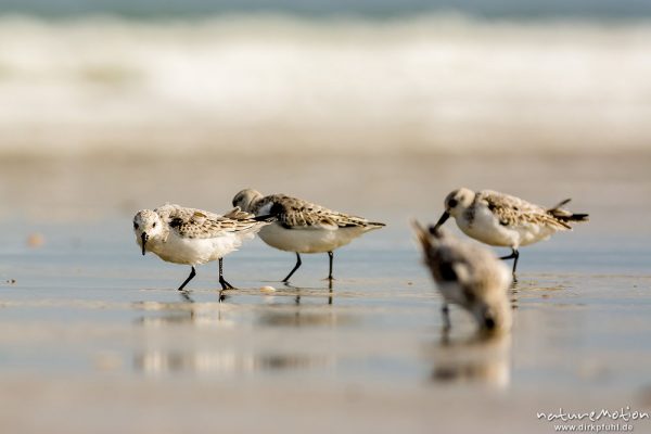 Sanderling, Calidris alba, Schnepfenvögel (Scolopacidae), Tiere bei Nahrungsdsucche im Spülsaum, Oststrand bei auflaufendem Wasser, Borkum, Deutschland