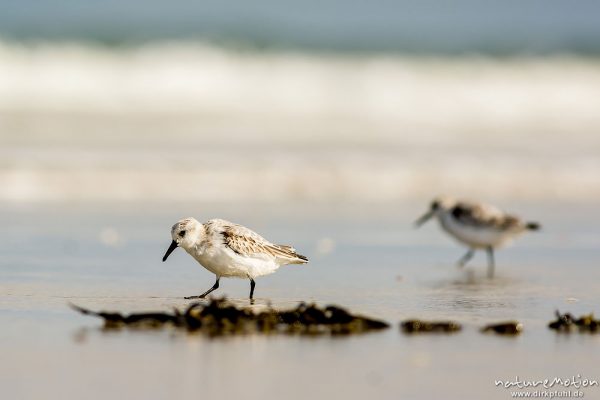 Sanderling, Calidris alba, Schnepfenvögel (Scolopacidae), Tiere bei Nahrungsdsucche im Spülsaum, Oststrand bei auflaufendem Wasser, Borkum, Deutschland