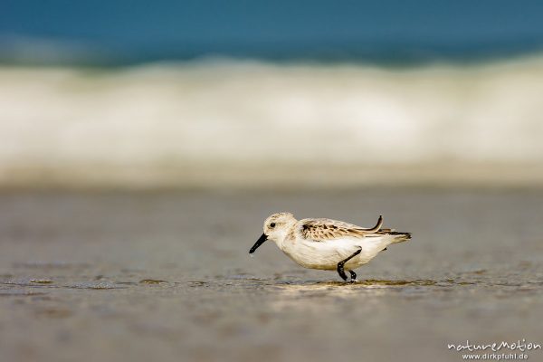 Sanderling, Calidris alba, Schnepfenvögel (Scolopacidae), Tiere bei Nahrungsdsucche im Spülsaum, Oststrand bei auflaufendem Wasser, Borkum, Deutschland