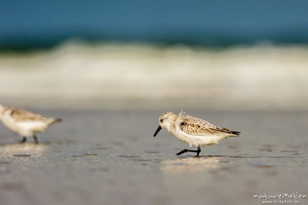 Sanderling, Calidris alba, Schnepfenvögel (Scolopacidae), Tiere bei Nahrungsdsucche im Spülsaum, Oststrand bei auflaufendem Wasser, Borkum, Deutschland