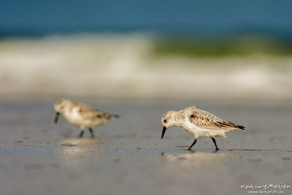 Sanderling, Calidris alba, Schnepfenvögel (Scolopacidae), Tiere bei Nahrungsdsucche im Spülsaum, Oststrand bei auflaufendem Wasser, Borkum, Deutschland