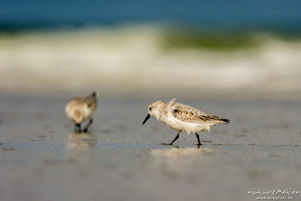 Sanderling, Calidris alba, Schnepfenvögel (Scolopacidae), Tiere bei Nahrungsdsucche im Spülsaum, Oststrand bei auflaufendem Wasser, Borkum, Deutschland