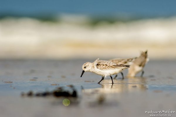 Sanderling, Calidris alba, Schnepfenvögel (Scolopacidae), Tiere bei Nahrungsdsucche im Spülsaum, Oststrand bei auflaufendem Wasser, Borkum, Deutschland