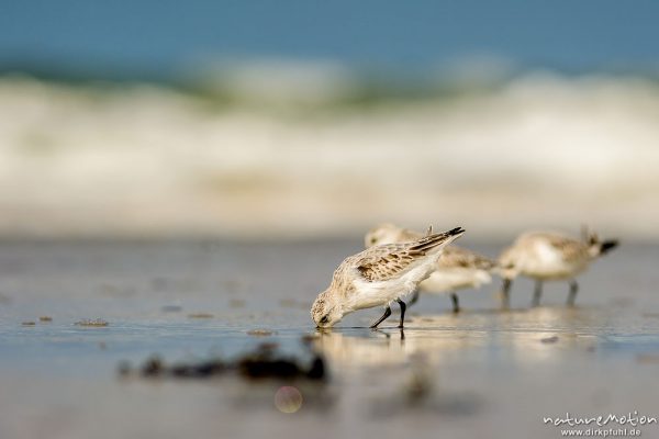 Sanderling, Calidris alba, Schnepfenvögel (Scolopacidae), Tiere bei Nahrungsdsucche im Spülsaum, Oststrand bei auflaufendem Wasser, Borkum, Deutschland