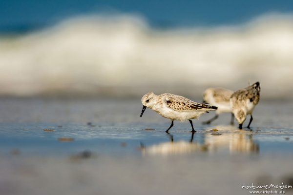 Sanderling, Calidris alba, Schnepfenvögel (Scolopacidae), Tiere bei Nahrungsdsucche im Spülsaum, Oststrand bei auflaufendem Wasser, Borkum, Deutschland