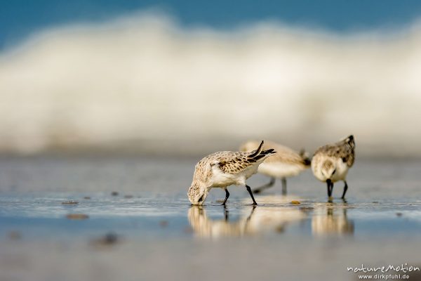 Sanderling, Calidris alba, Schnepfenvögel (Scolopacidae), Tiere bei Nahrungsdsucche im Spülsaum, Oststrand bei auflaufendem Wasser, Borkum, Deutschland