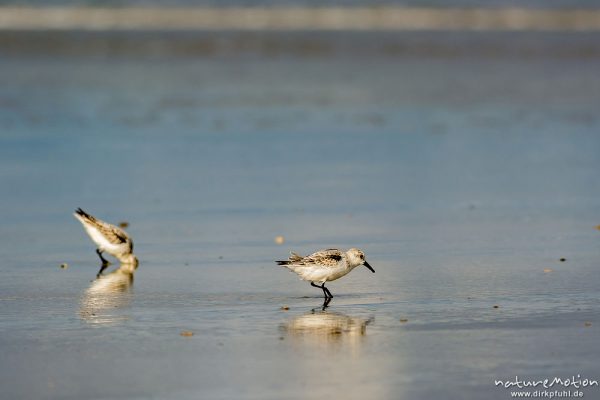 Sanderling, Calidris alba, Schnepfenvögel (Scolopacidae), Tiere bei Nahrungsdsucche im Spülsaum, Oststrand bei auflaufendem Wasser, Borkum, Deutschland