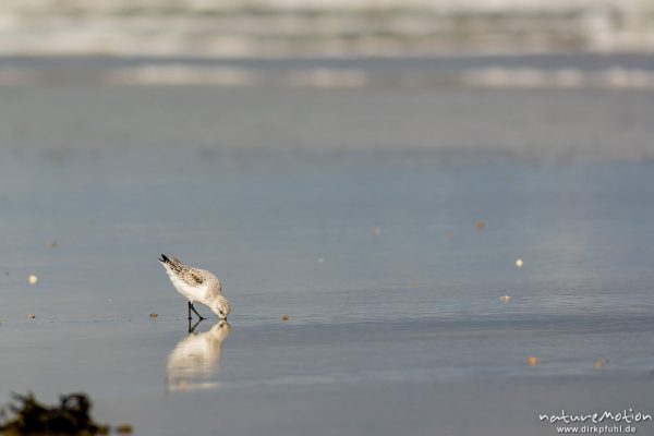 Sanderling, Calidris alba, Schnepfenvögel (Scolopacidae), Tiere bei Nahrungsdsucche im Spülsaum, Oststrand bei auflaufendem Wasser, Borkum, Deutschland