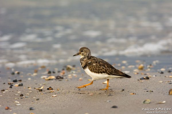 Steinwälzer, Arenaria interpres, 	Schnepfenvögel (Scolopacidae), Tier auf Nahrungssuche zwischen Muschelbänken, Tarnung,, Borkum, Deutschland