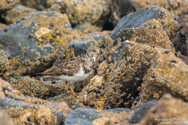 Steinwälzer, Arenaria interpres, 	Schnepfenvögel (Scolopacidae), Tier auf Nahrungssuche zwischen Muschelbänken, Tarnung,, Borkum, Deutschland