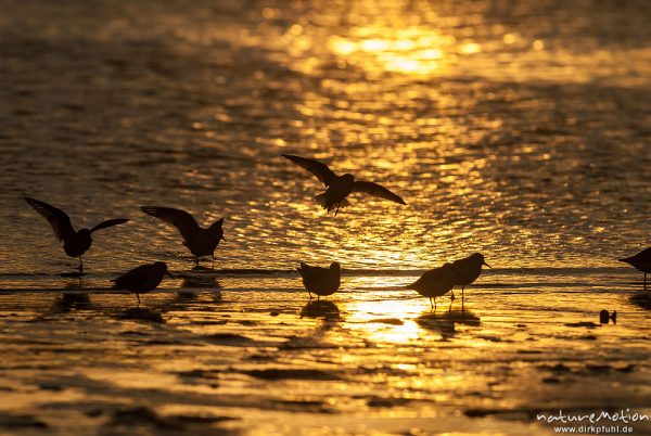 Sanderling, Calidris alba, Schnepfenvögel (Scolopacidae), Tiere rasten am Spülsaum, Gegenlicht, Borkum, Deutschland