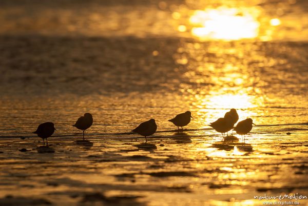 Sanderling, Calidris alba, Schnepfenvögel (Scolopacidae), Tiere rasten am Spülsaum, Gegenlicht, Borkum, Deutschland