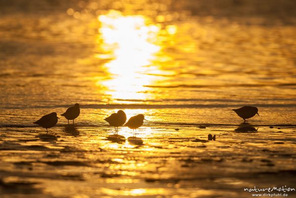 Sanderling, Calidris alba, Schnepfenvögel (Scolopacidae), Tiere rasten am Spülsaum, Gegenlicht, Borkum, Deutschland