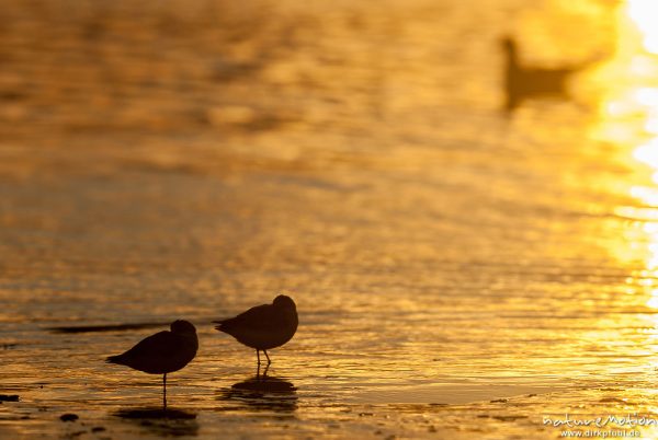 Sanderling, Calidris alba, Schnepfenvögel (Scolopacidae), Tiere rasten am Spülsaum, Gegenlicht, Borkum, Deutschland