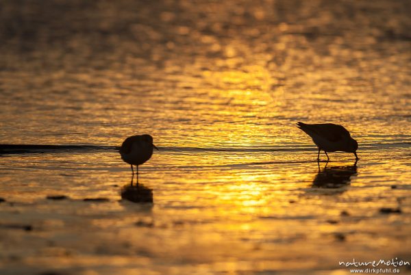 Sanderling, Calidris alba, Schnepfenvögel (Scolopacidae), Tiere rasten am Spülsaum, Gegenlicht, Borkum, Deutschland