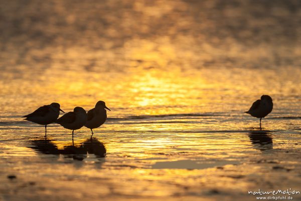 Sanderling, Calidris alba, Schnepfenvögel (Scolopacidae), Tiere rasten am Spülsaum, Gegenlicht, Borkum, Deutschland