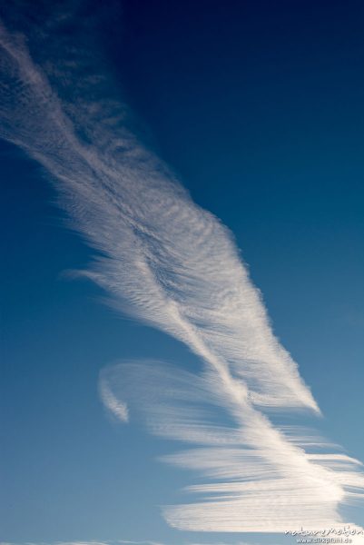 Wolkenfeder, Kondensstreifen am Himmel, aufgefächert zu einer Feder, Göttingen, Deutschland