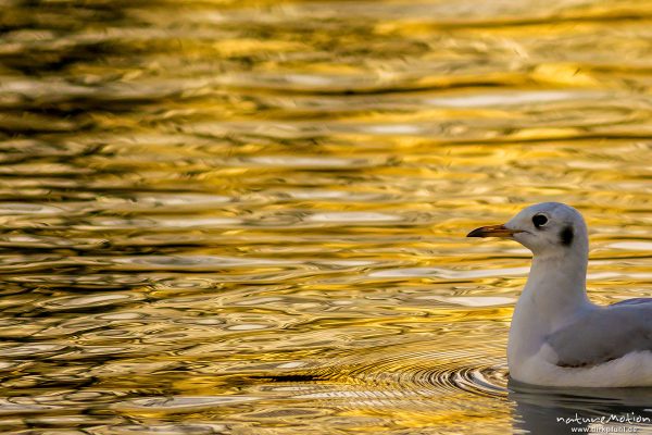 Lachmöwe, Larus ridibundus, Laridae, Winterkleid, schwimmend, Abendlicht, Seeburger See, Deutschland