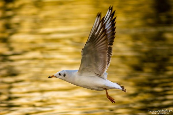 Lachmöwe, Larus ridibundus, Laridae, Winterkleid, im Flug dicht über der Wasseroberfläche, Abendlicht, Seeburger See, Deutschland