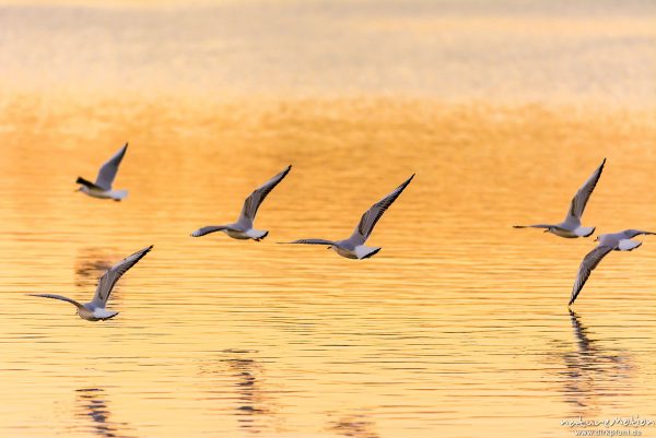 Lachmöwe, Larus ridibundus, Laridae, mehrere Tiere im Flug dicht über der Wasseroberfläche, Abendlicht, Seeburger See, Deutschland