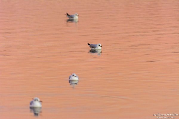 Lachmöwe, Larus ridibundus, Laridae, Winterkleid, schwimmen auf vom Abendlicht rosa gefärbter Wasseroberfläche, Seeburger See, Deutschland