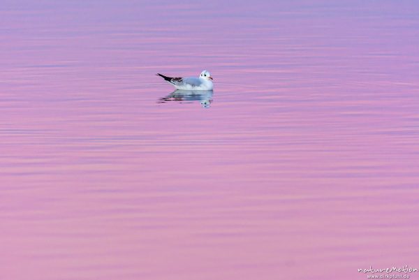 Lachmöwe, Larus ridibundus, Laridae, Winterkleid, schwimmen auf vom Abendlicht rosa gefärbter Wasseroberfläche, Seeburger See, Deutschland