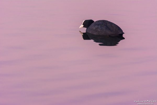 Bläßhuhn, Bläßralle, Fulica atra, Rallidae, schwimmendes Tier, rosafarbene Wasseroberfläche, Seeburger See, Deutschland