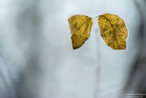 vertrocknete Blätter, mit Raureif bedeckt, Göttinger Wald, Göttingen, Deutschland