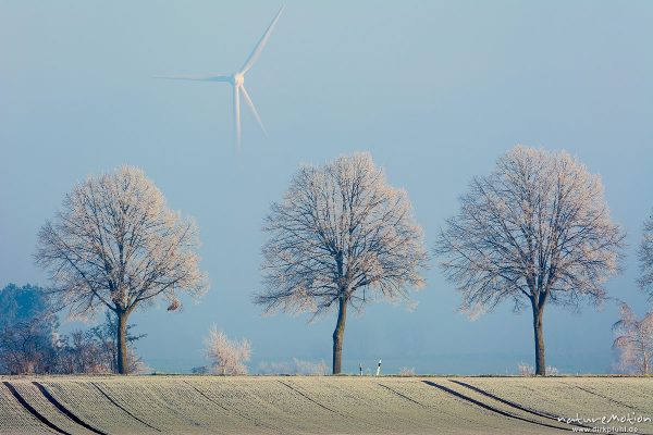 Baumreihe an Landstraße, dahinter Windrad im Nebel, Raureif, B27 südlich Göttingen, Göttingen, Deutschland