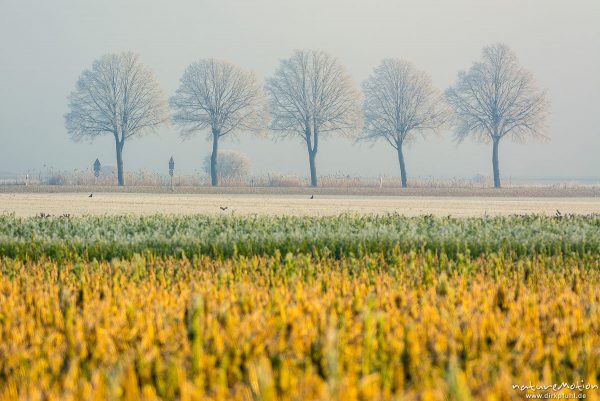 Baumreihe an Landstraße, abgeerntete Felder, Raureif, Nebel, B27 südlich Göttingen, Göttingen, Deutschland