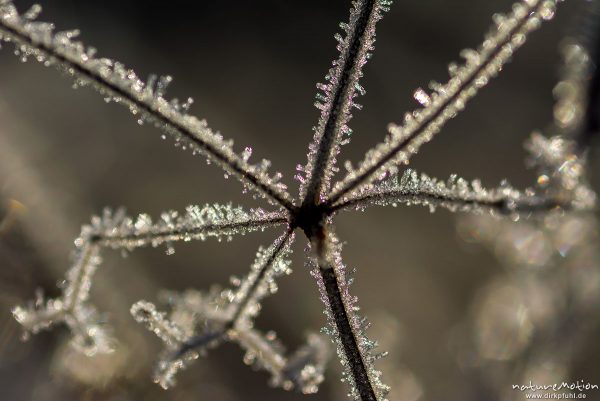 Rauhreif, Eiskristalle an vertrockneten Pflanzen, Kiessee, Göttingen, Deutschland
