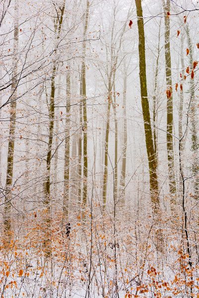 Winterwald, Bäume und Geäst bedeckt mit Rauhreif und Schnee, Göttinger Wald, Göttingen, Deutschland
