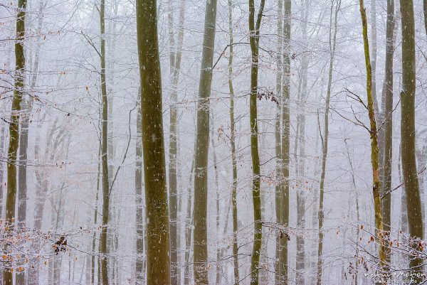 Winterwald, Bäume und Geäst bedeckt mit Rauhreif und Schnee, fallende Scchneeflocken, Göttinger Wald, Göttingen, Deutschland
