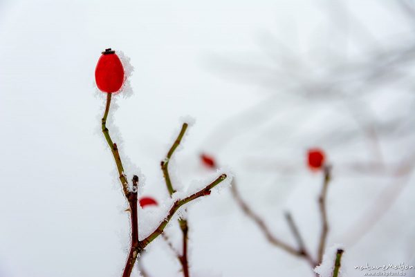 Hunds-Rose, Rosa canina, Rosaceae, Hagebutte, Frucht mit Eiskristallen, Kerstlingeröder Feld, Göttingen, Deutschland