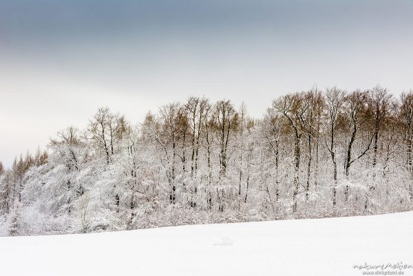 Waldrand mit schneebedeckten Bäumen, Kerstlingeröder Feld, Göttingen, Deutschland